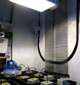 MAŁA ELASTYCZNA ŚCIANA GRZEWCZA BEZPIECZNY KALORYFER GRZEJNIK DO GROWBOXA 65°C SOLEA